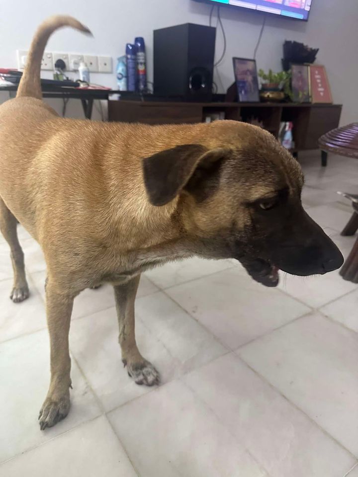 This Is Girl. She Was Rescued Along Mrr2 Highway A..