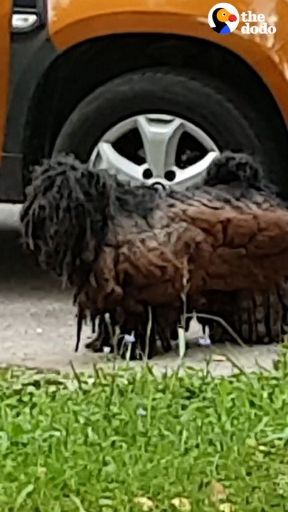 Matted Dog Who Looks Like A Piece Of Wood Gets A Glow Up