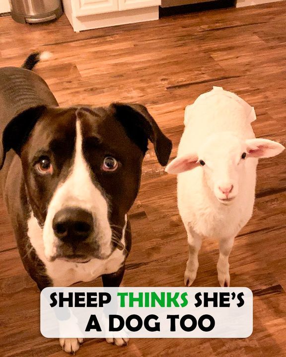 Sheep Is Obsessed With Dog Best Friend