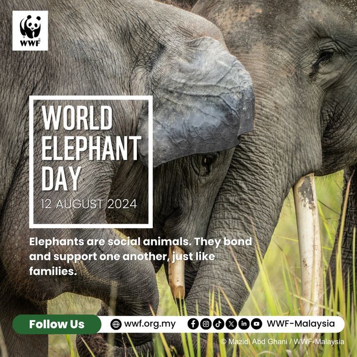 Dyk That Our Bornean Elephants Are Recognised As A..