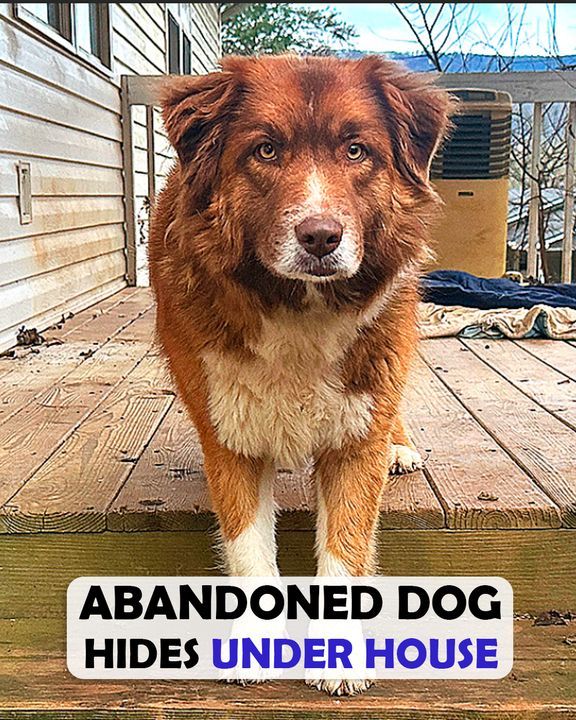 Abandoned Dog Hides Under House