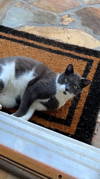 Cat Joins Dog Walks Until He’s Part Of The Family