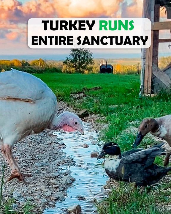 Turkey Bosses Ducks Around The Farm