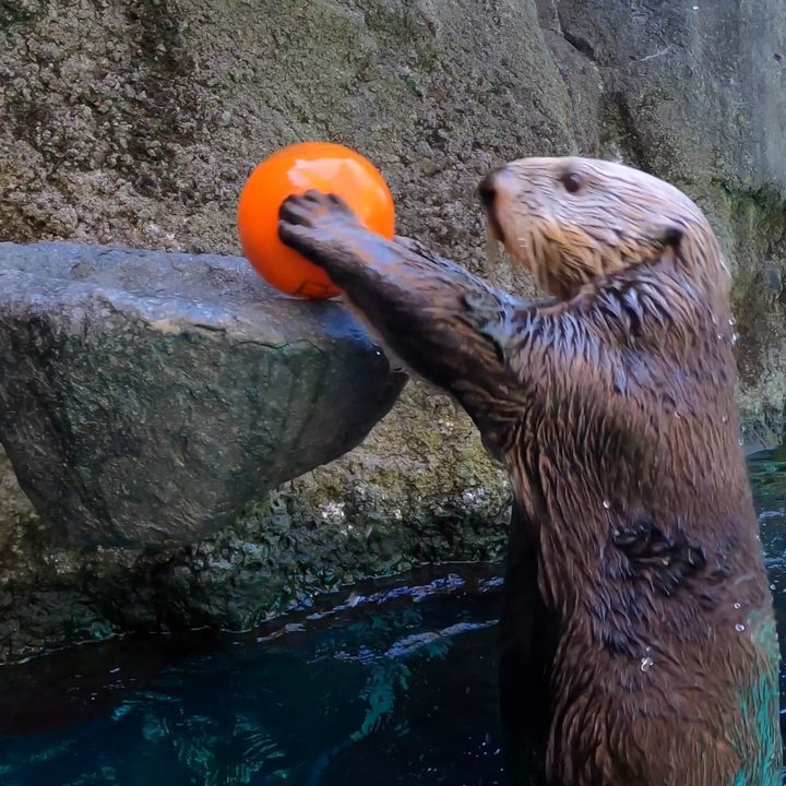 Sea Otters Playing Basketball Is A Clam Dunk