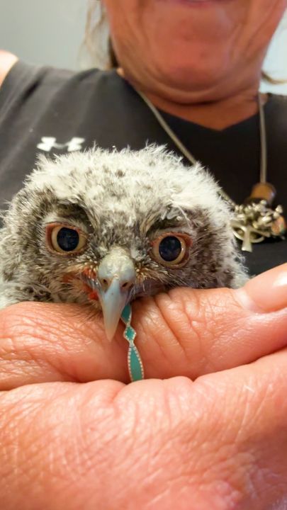 Rescued Baby Owl Snuggles With His ‘Mom’ Stuffie