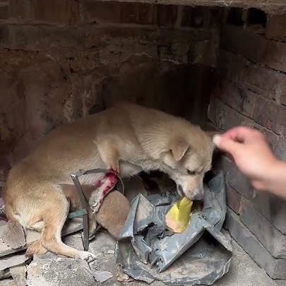 Injured Stray Mama Dog Protecting Her Puppy Cried Grateful Tears After Being Rescued