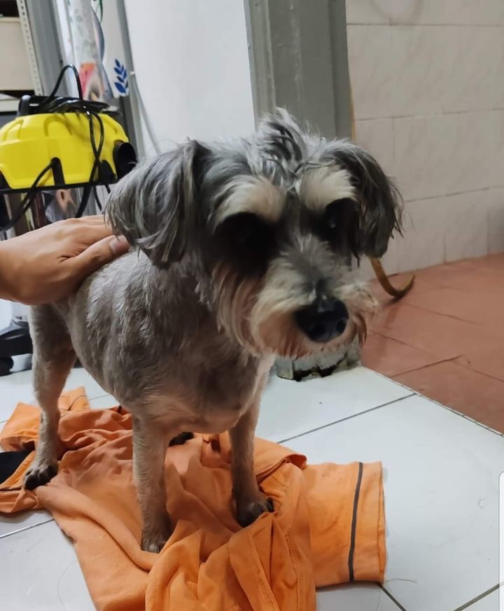 Found Dog In Wangsa Permai. If You Are The Owner, ..