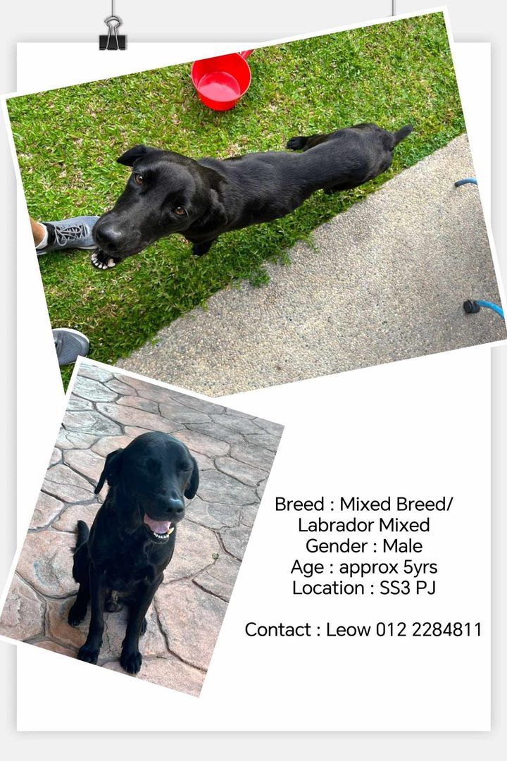 For Urgent Adoption. Breed Mixed Breed/labrador Mi..