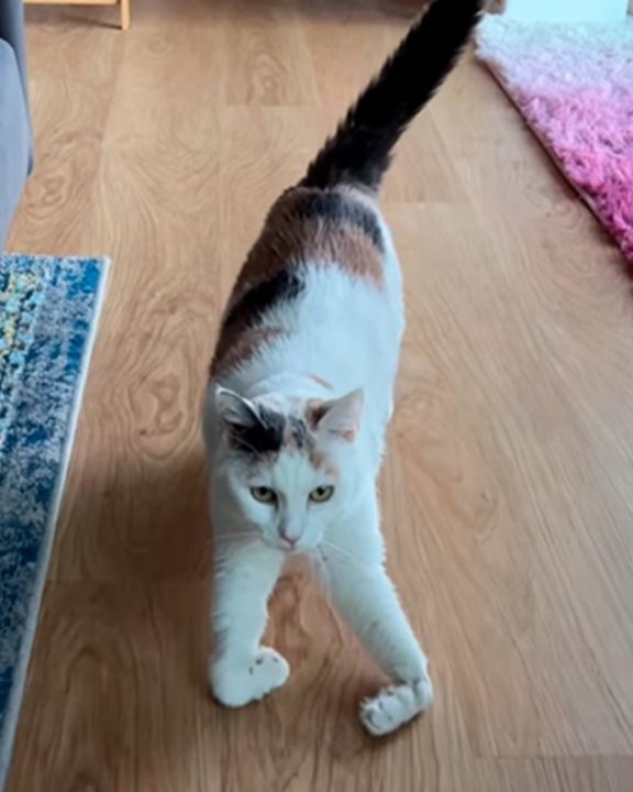 Cat Goes ‘Skiing’ On Her Special Paws