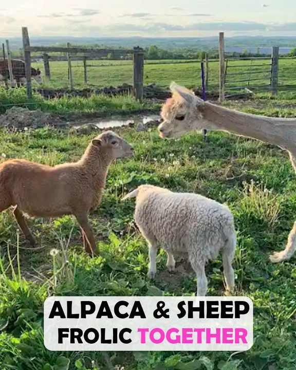 Sheep Accept Alpaca As One Of Their Own