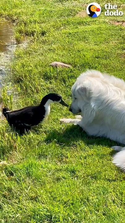 Duck Follows Dog Brother Everywhere