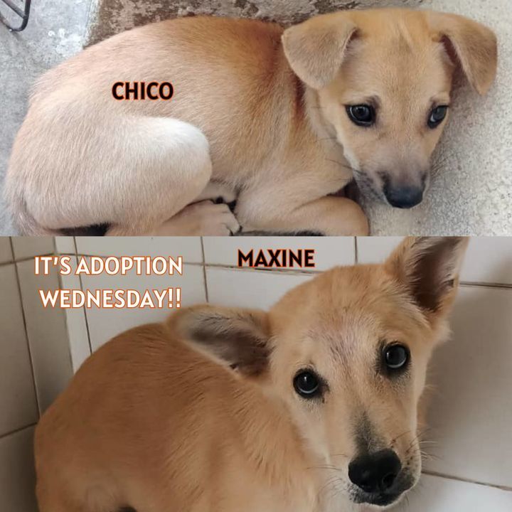 Adoption Wednesday. Name Chico And Maxine. Why Nee..