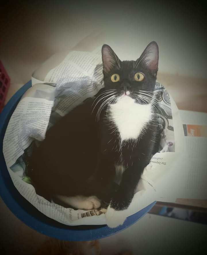 Lost Cat. Lost In Batu Ferringhi, She Is A Tuxedo ..