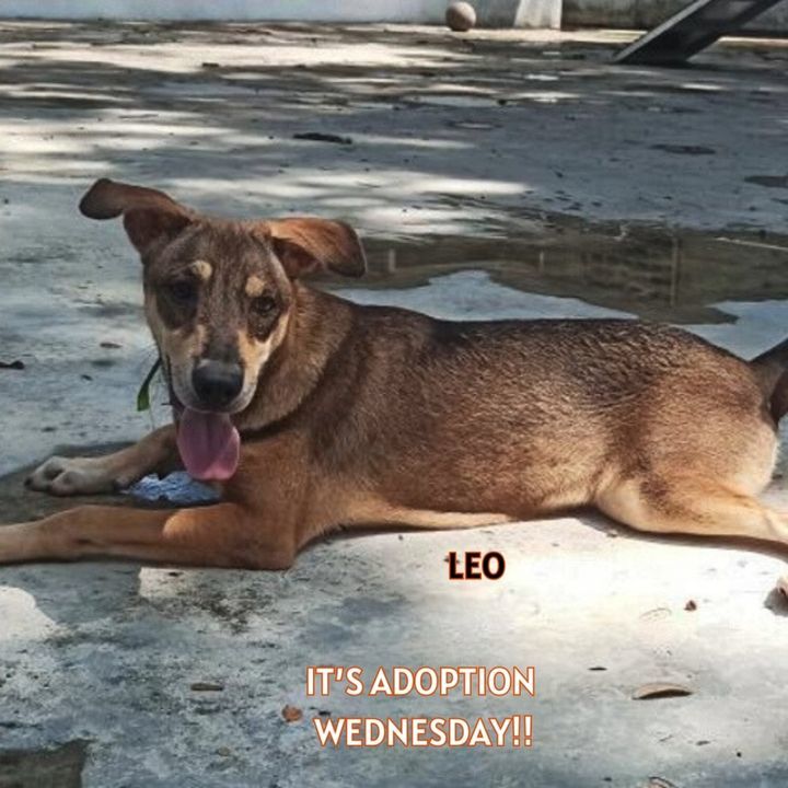 Adoption Wednesday. Name Leo. Why Needs A Forever ..