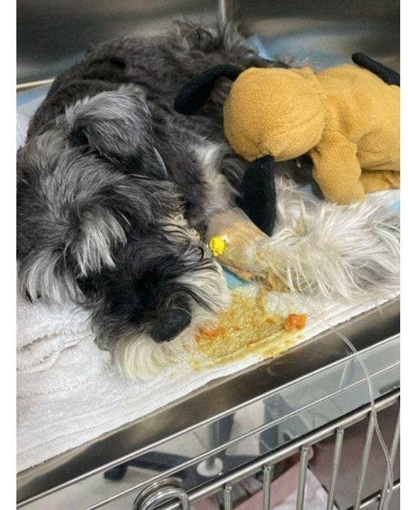 Update Owner Has Sourced Enough Donors. This Dog I..