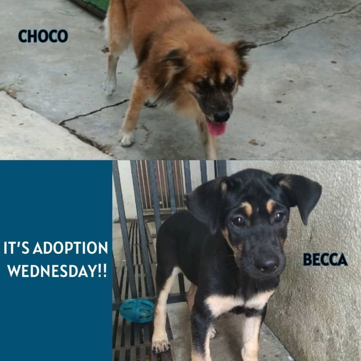 Adoption Wednesday. Name Choco Becca. Why Need For..