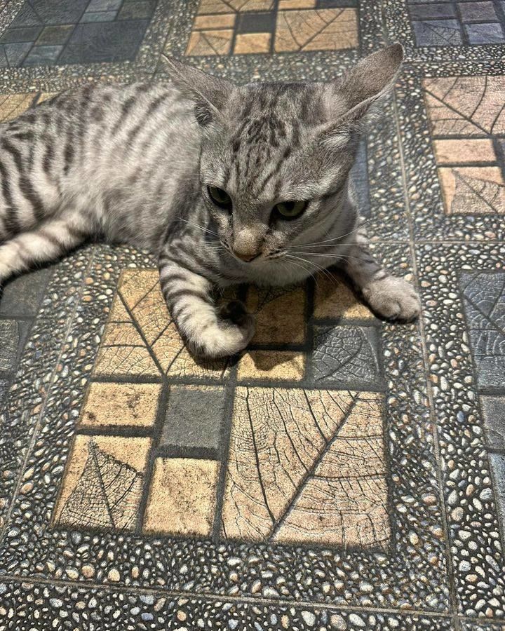 This Cat Has Been Seen At Hamilton Food Garden. Do..