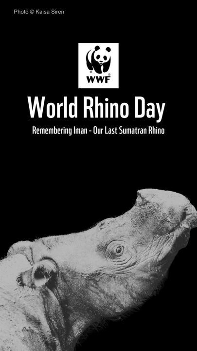 World Rhino Day – Remembering Iman – Our Last Sumatran Rhino In Malaysia