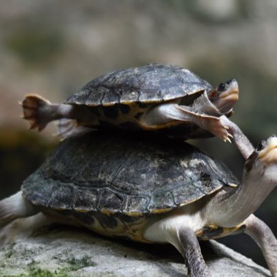 Saving Terrapins: Annual Release And Conservation Efforts In Malaysia