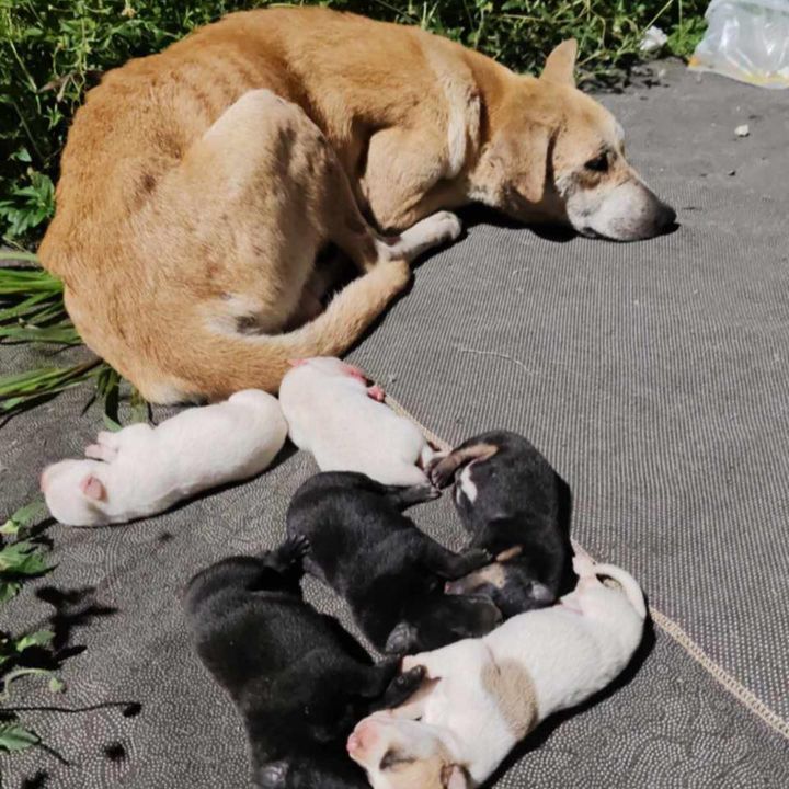 Mama Dog Gave Birth To 6 Puppies At Open Place Car..