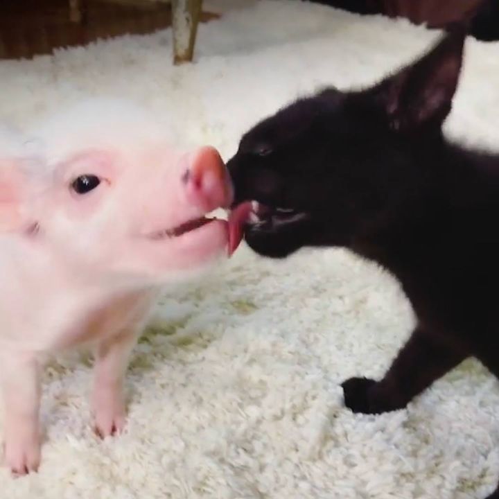 This Piglet Is A Cat Person