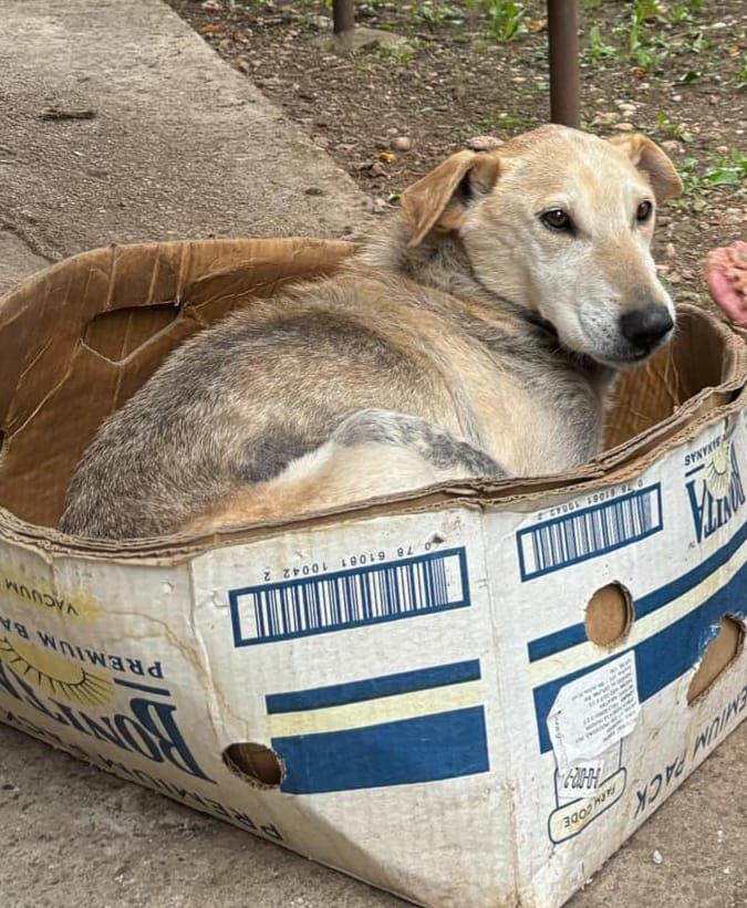 Look At This Sweetheart Dog Abanonded In A Box. Sh..