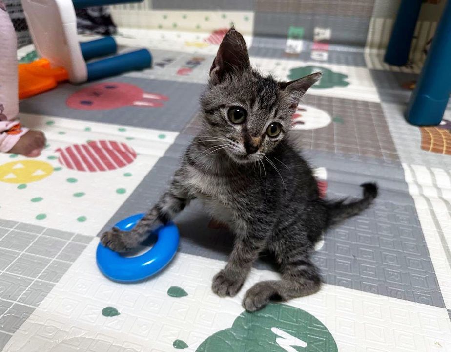 Baby Was Rescued Near A Drain, Searching For Food ..