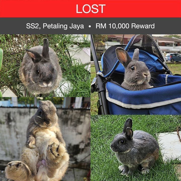 Lost Ethua, A Dark Brown Netherlands Dwarf Male Ra..