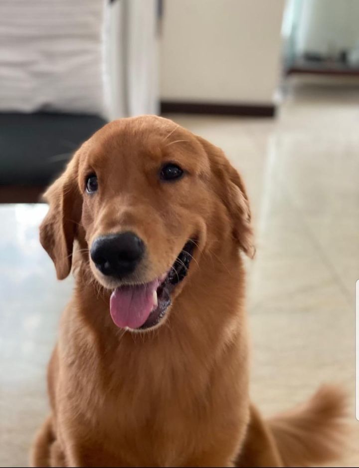 Hello,. My Golden Retriever Is Suffering From An A..