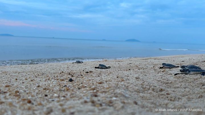 Mondaymotivation To You Via Newborn Marine Turtles..