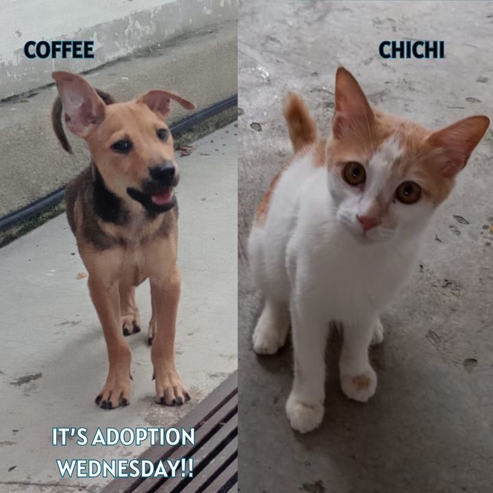 Adoption Wednesday. Names Coffee Chichi. Why Need ..