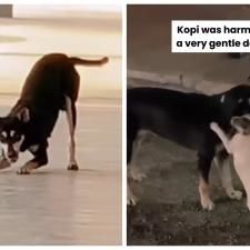 Man Files Police Report Over Shooting Of Kopi The Dog, Says Besut Council Officers Only Allowed To Use Firearms For Emergency Or Disease Control