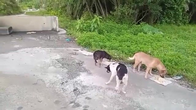 Three Abandoned Dogs Near Kamunting Toll, Taiping…