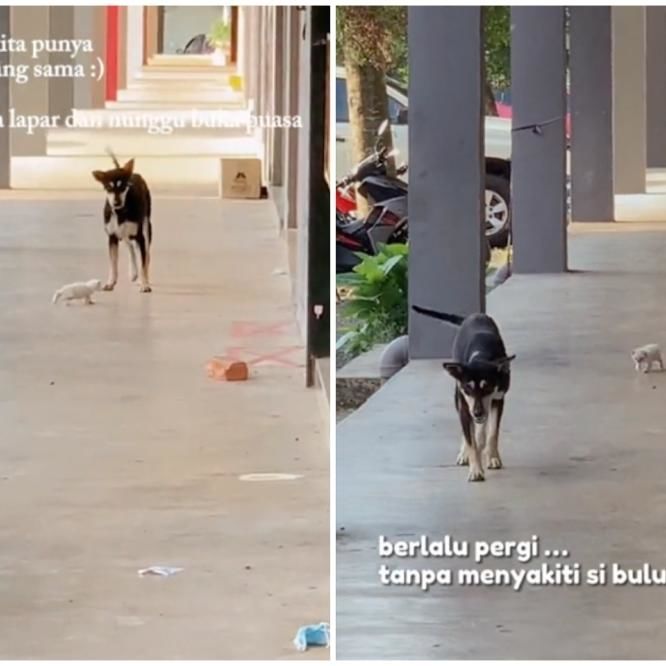 Killing Of Stray Dog Kopi By Terengganu Council Must Be Fully Investigated, Say East Mâ€™sian Ngos