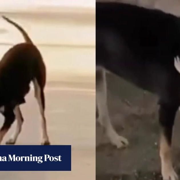 Kopi Shooting: Death Of Beloved Malaysian Stray Dog Sparks Outrage