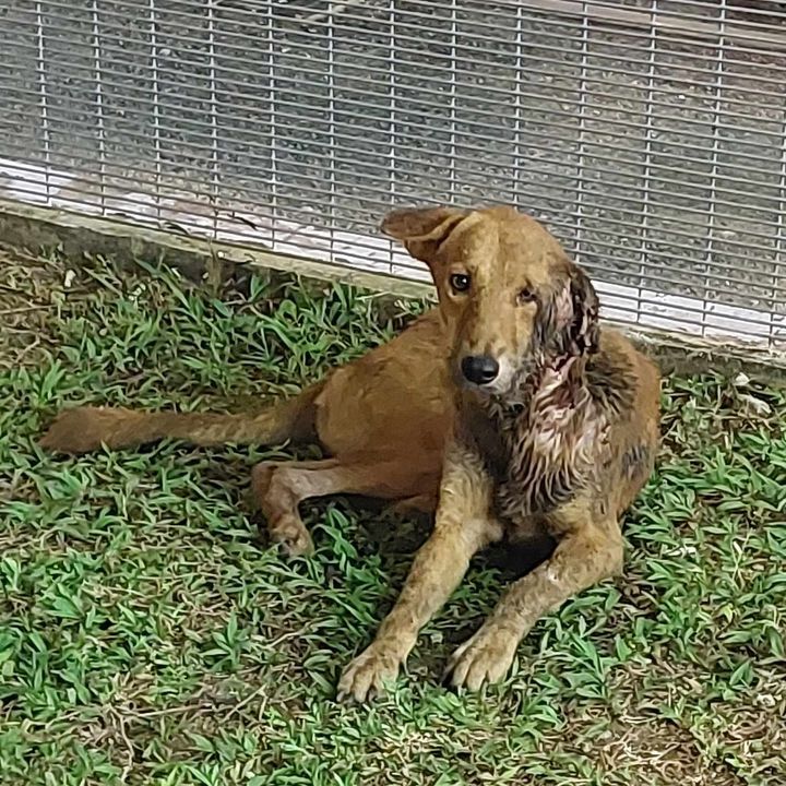 Sos Sos Sos. Injured Dog Needs Help. His/her Locat..