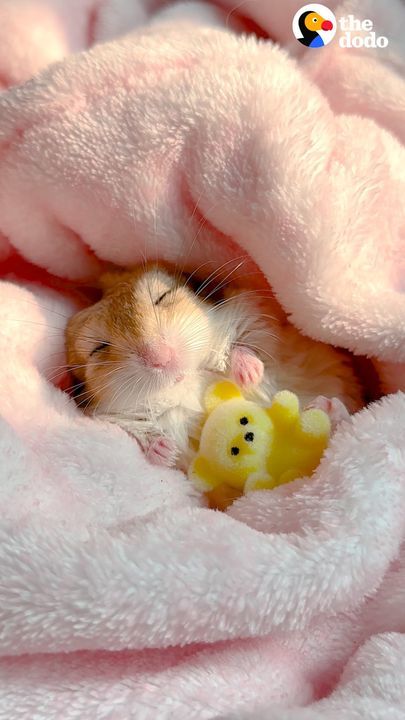 Gerbil Insists On Being Swaddled For His Naps