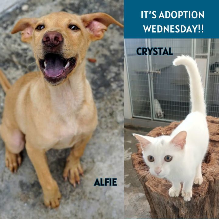 Adoption Wednesday. Names Alfie Crystal. Why Need ..