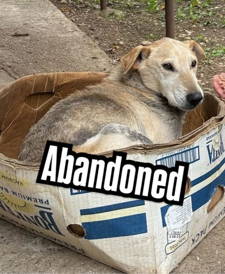 Look At This Sweetheart Dog Abanonded In A Box. Sh..