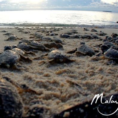 Exploring Community Tourism In Malaysia: Turtle Conservation And Wildlife Sanctuaries – Travel Weekly