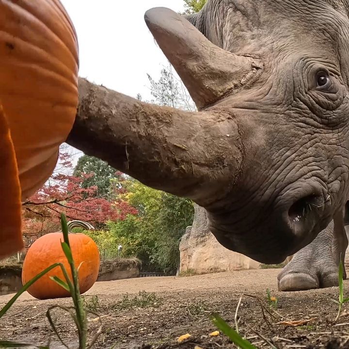 Rhinos Squish Halloween Pumpkins