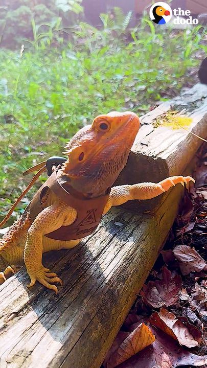 Bearded Dragon Acts Like A Puppy And Begs Mom To Go On Walks With Him