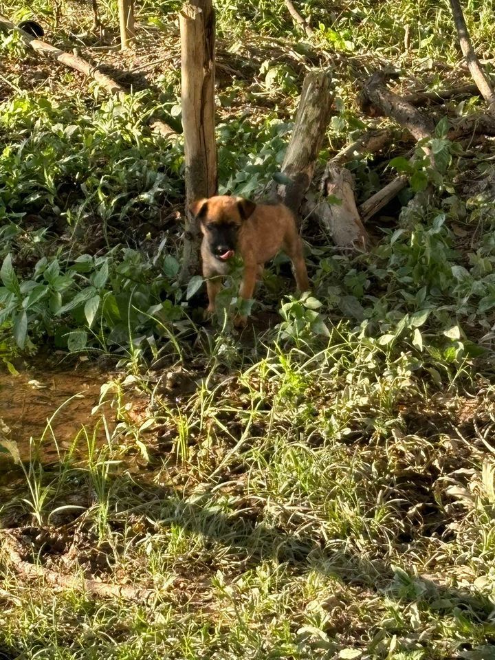 There Is Mama Dog And Her Puppies Beside Road Oppo..