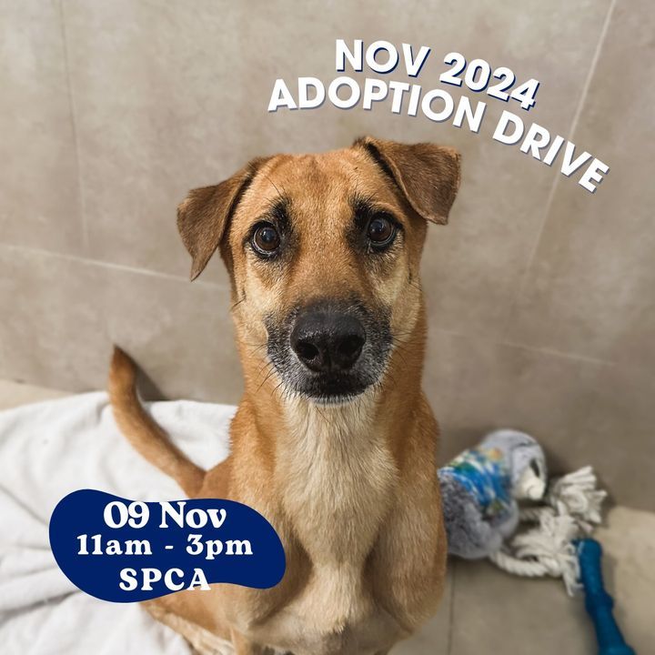 Rogue Invites You To Our November Adoption Drive. ..