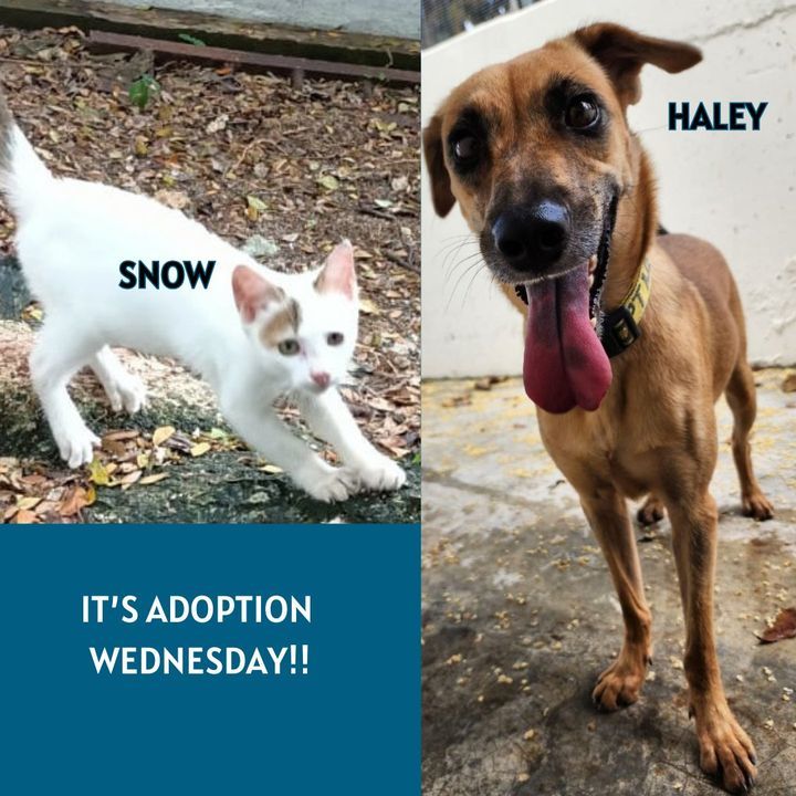 Adoption Wednesday. Names Haley Snow. Why Need For..