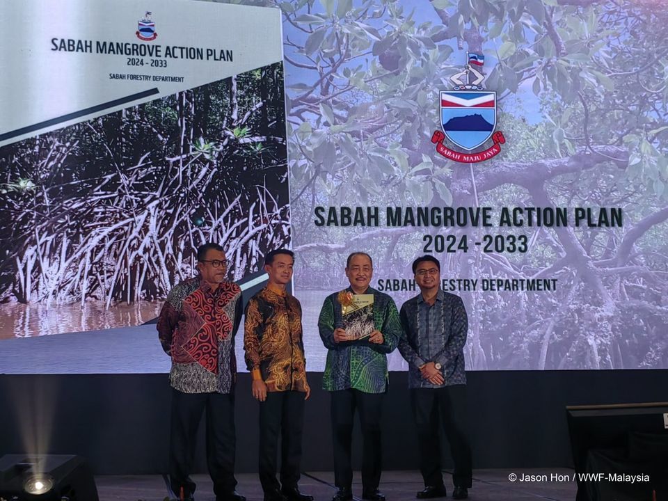 A Landmark Step For Mangrove Conservation In Sabah..