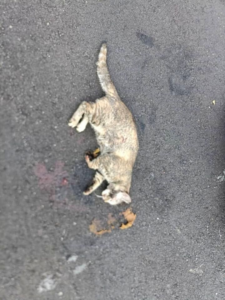 Hi. I Saw A Cat Lying Down On The Floor Around The..