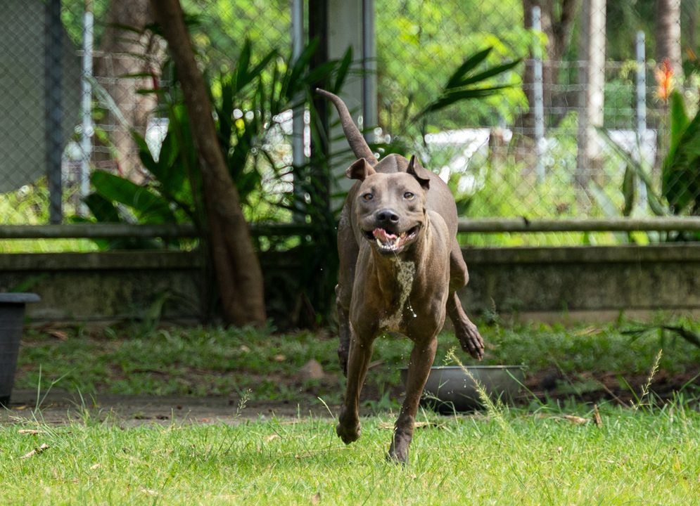 Meet Sanctuary Resident And Sponsor Dog, Amatsu. T..