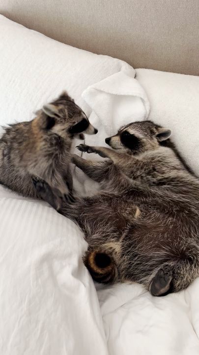 Rescued Raccoon Acts Like A Boss Until He Meets His Little Sister