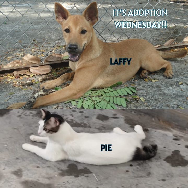 Adoption Wednesday. Names Laffy Pie. Why Need Fore..